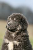 DOGUE DU TIBET 766